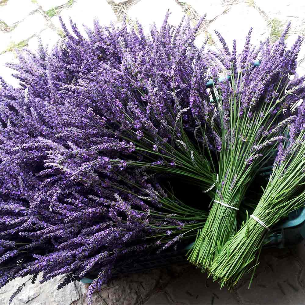 Pick Your Own Lavender