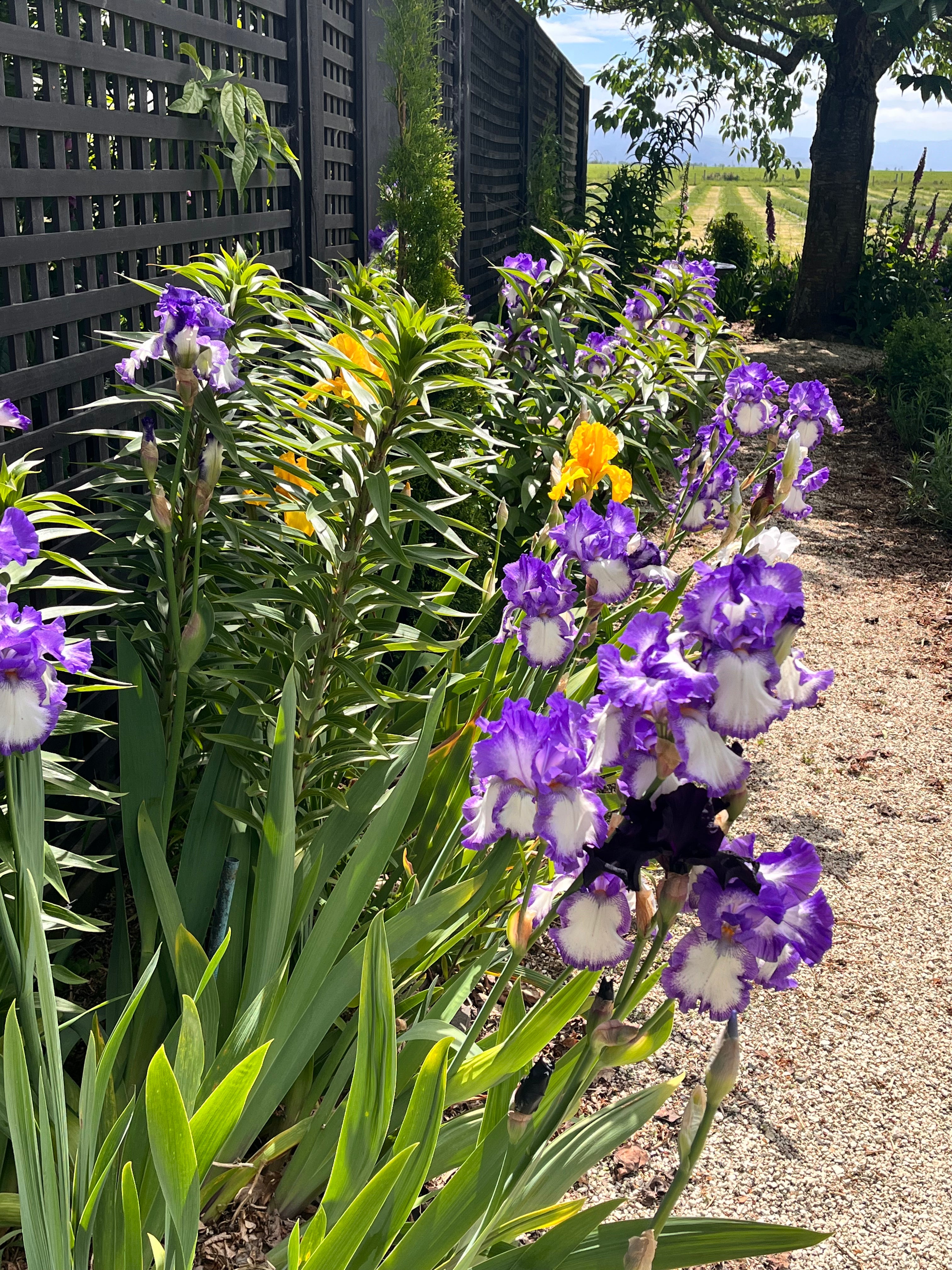 Historic Gardens and Lavender Fields - Entry Fee