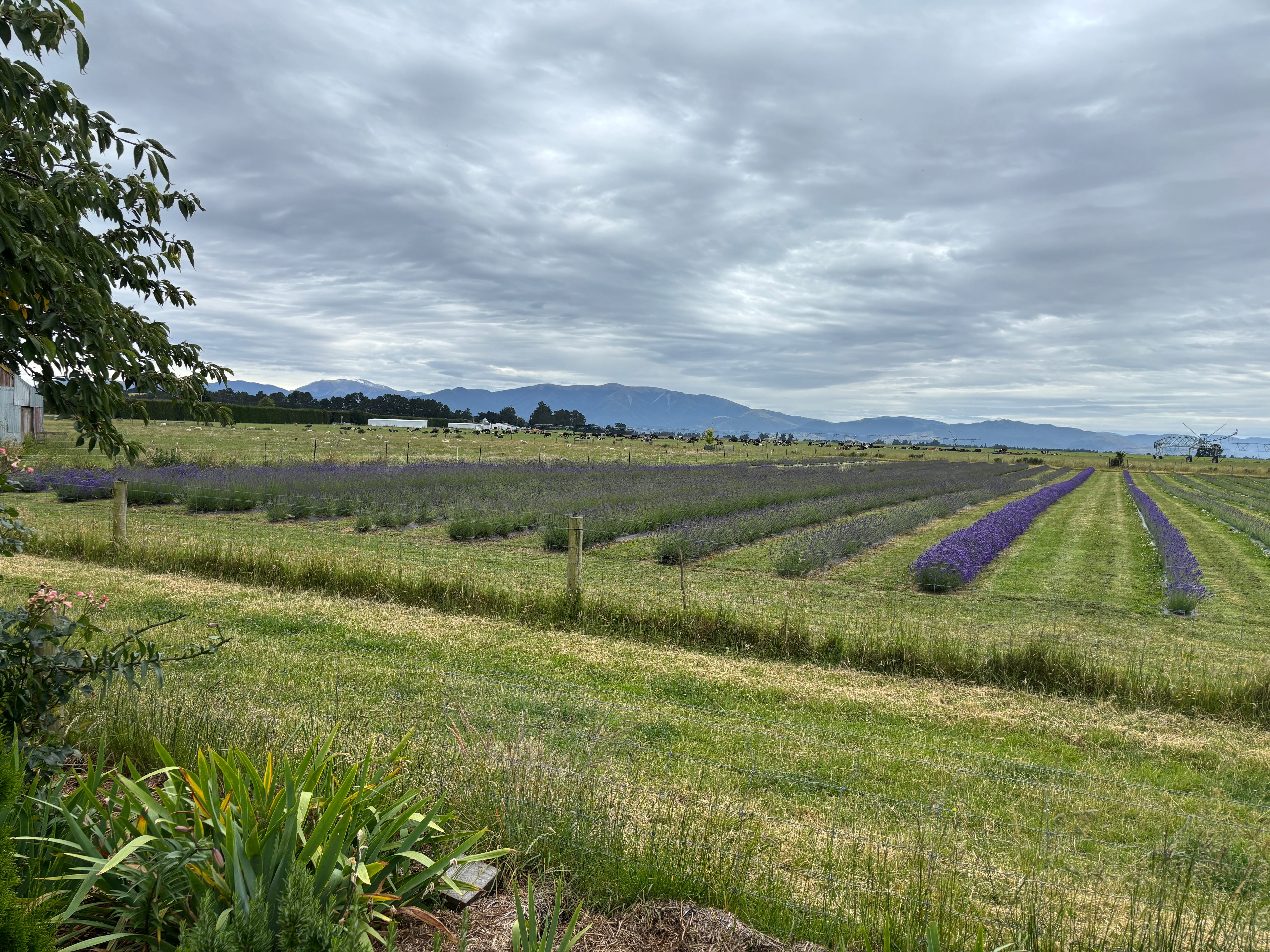 FairView Homestead - Home Stay