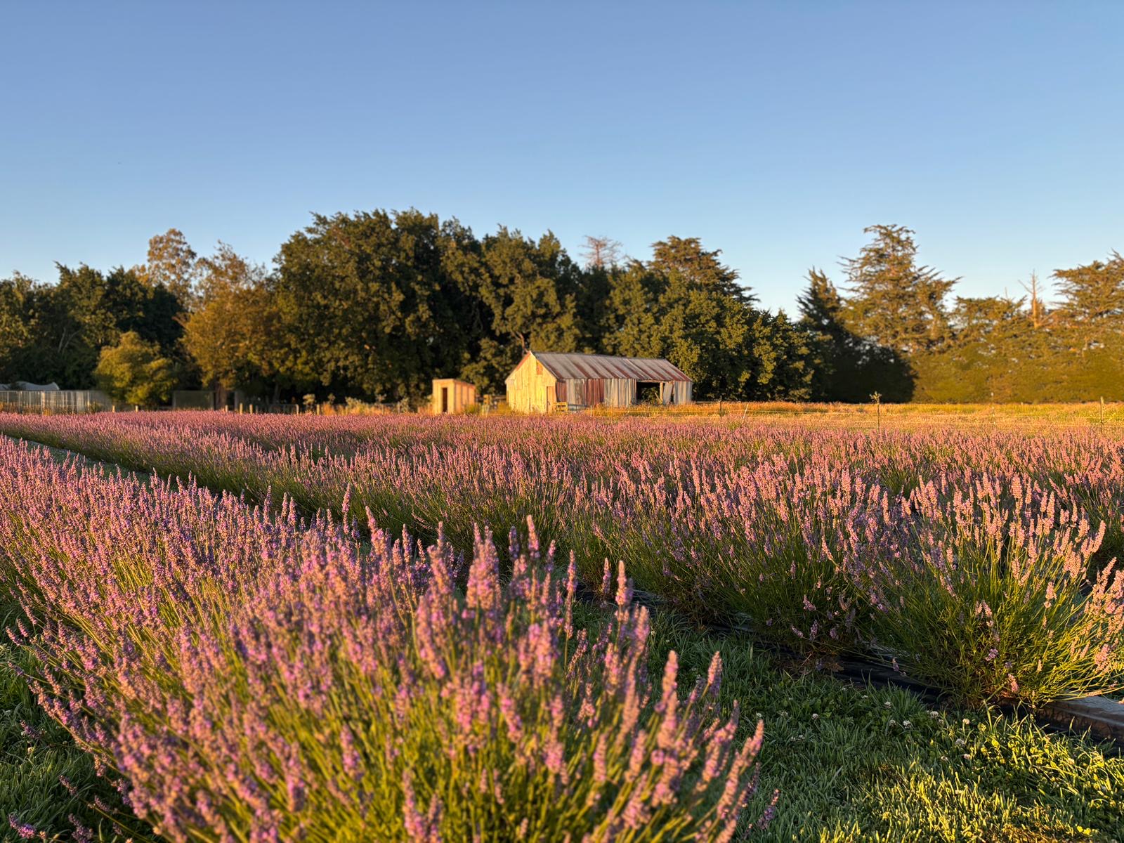 Farm & Homestead Gardens Experience